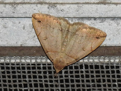 Zanclognatha laevigata