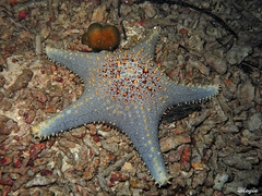 Pentaceraster sibogae