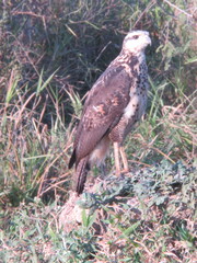 Buteogallus urubitinga
