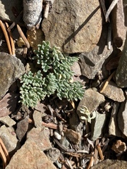 Cymopterus cinerarius