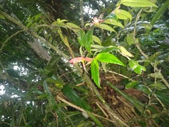 Columnea nicaraguensis