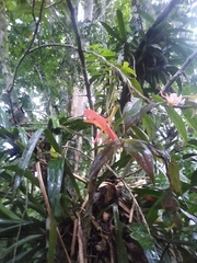 Columnea nicaraguensis