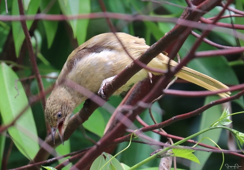 Streak-eared Bulbul