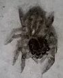 Hasarius adansoni