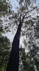 Eucalyptus paniculata