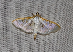 Palpita annulifer