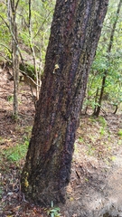 Eucalyptus paniculata