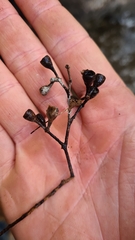 Eucalyptus paniculata