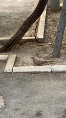 Streptopelia senegalensis