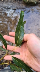 Eucalyptus paniculata