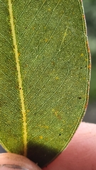 Eucalyptus paniculata