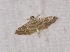 Glyphodes onychinalis