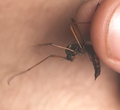 Dictenidia