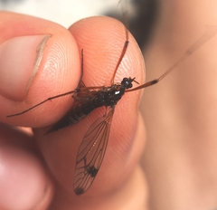 Dictenidia