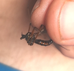 Dictenidia