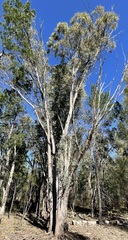 Eucalyptus chloroclada