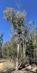 Eucalyptus chloroclada