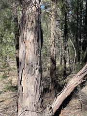 Eucalyptus chloroclada