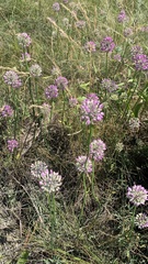 Allium cretaceum