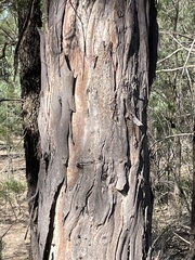 Eucalyptus chloroclada
