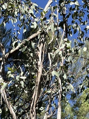 Eucalyptus chloroclada