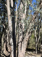 Eucalyptus chloroclada