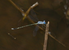 Lestes dorothea
