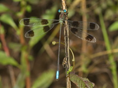 Orolestes octomaculatus