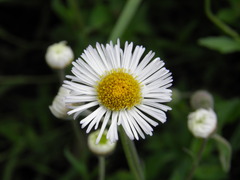 Erigeron longipes