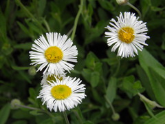 Erigeron longipes