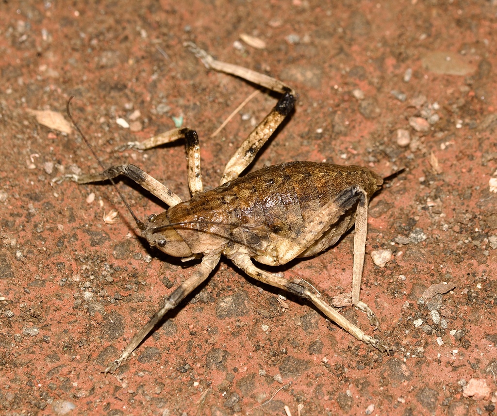 Callimenellus apterus