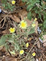 Andryala integrifolia