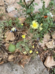 Andryala integrifolia