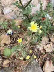 Andryala integrifolia