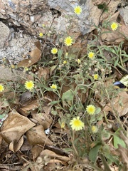 Andryala integrifolia