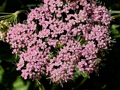 Pimpinella major
