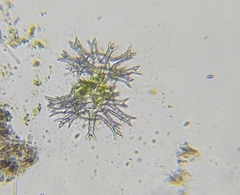 Staurastrum arctiscon