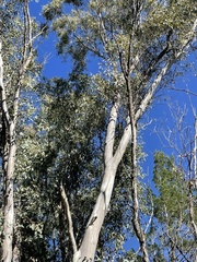 Eucalyptus chloroclada