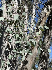Eucalyptus chloroclada