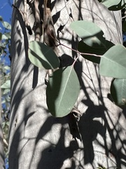 Eucalyptus chloroclada