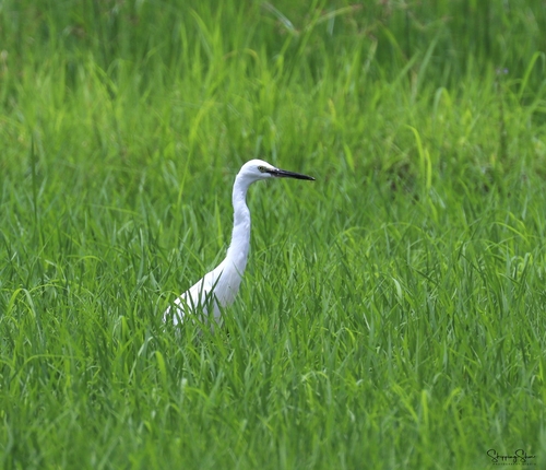 Little Egret