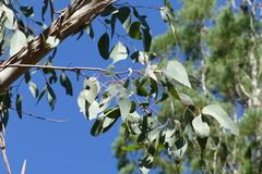 Eucalyptus chloroclada