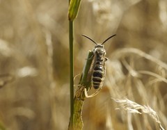 Colpa quinquecincta