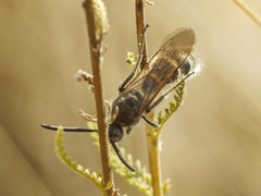 Colpa quinquecincta