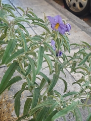 Solanum elaeagnifolium