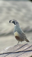 Callipepla californica