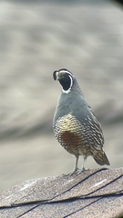 Callipepla californica