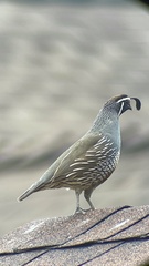 Callipepla californica