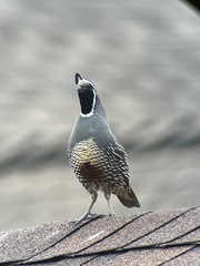 Callipepla californica