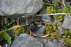 Cychrus tuberculatus